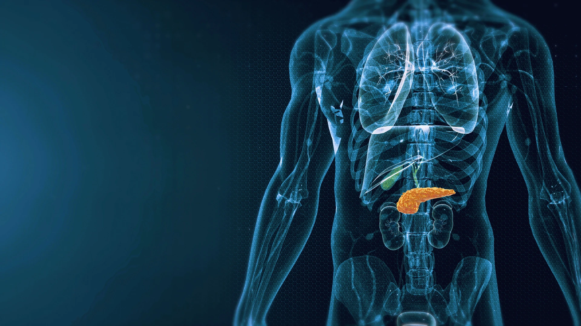 Human-Pancreas-Anatomy